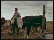 En bonde omgiven av sina kor, taggtråd i förgrunden.